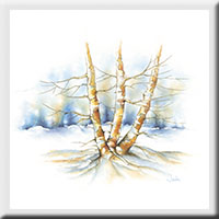 Winter Birches Print